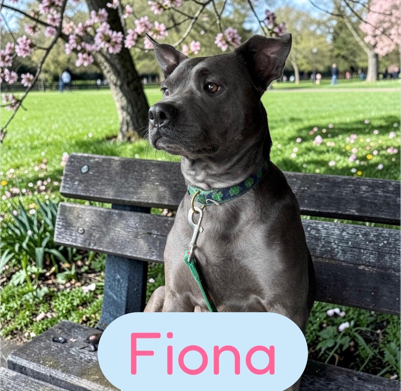 Enlarge Fiona , a ADOPTABLE American Staffordshire Terrier in South Amboy, NJ image 1/1