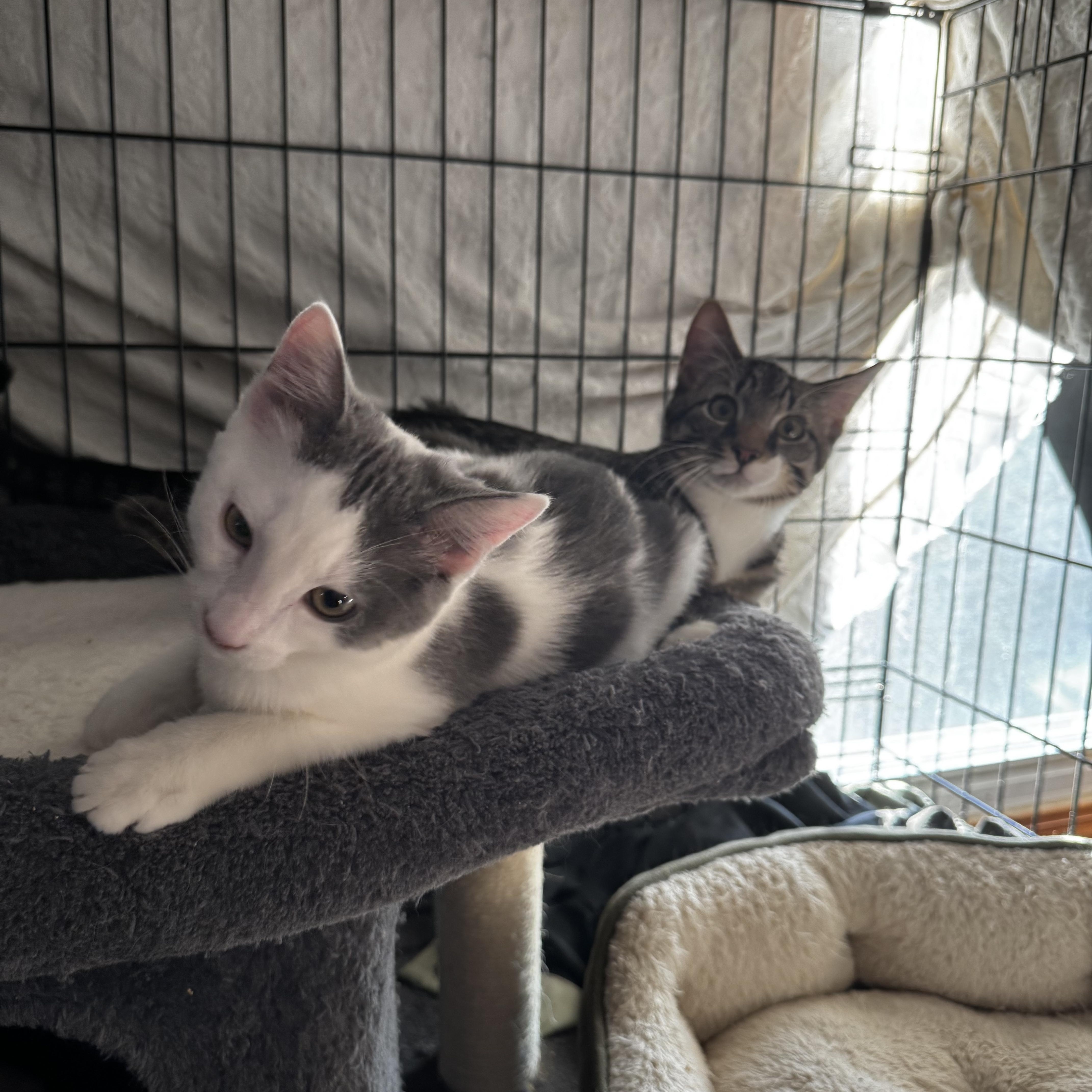 Enlarge Duke Snuggleton and Lady Fluffington , a ADOPTABLE Domestic Short Hair in Canton, MA image 2/2