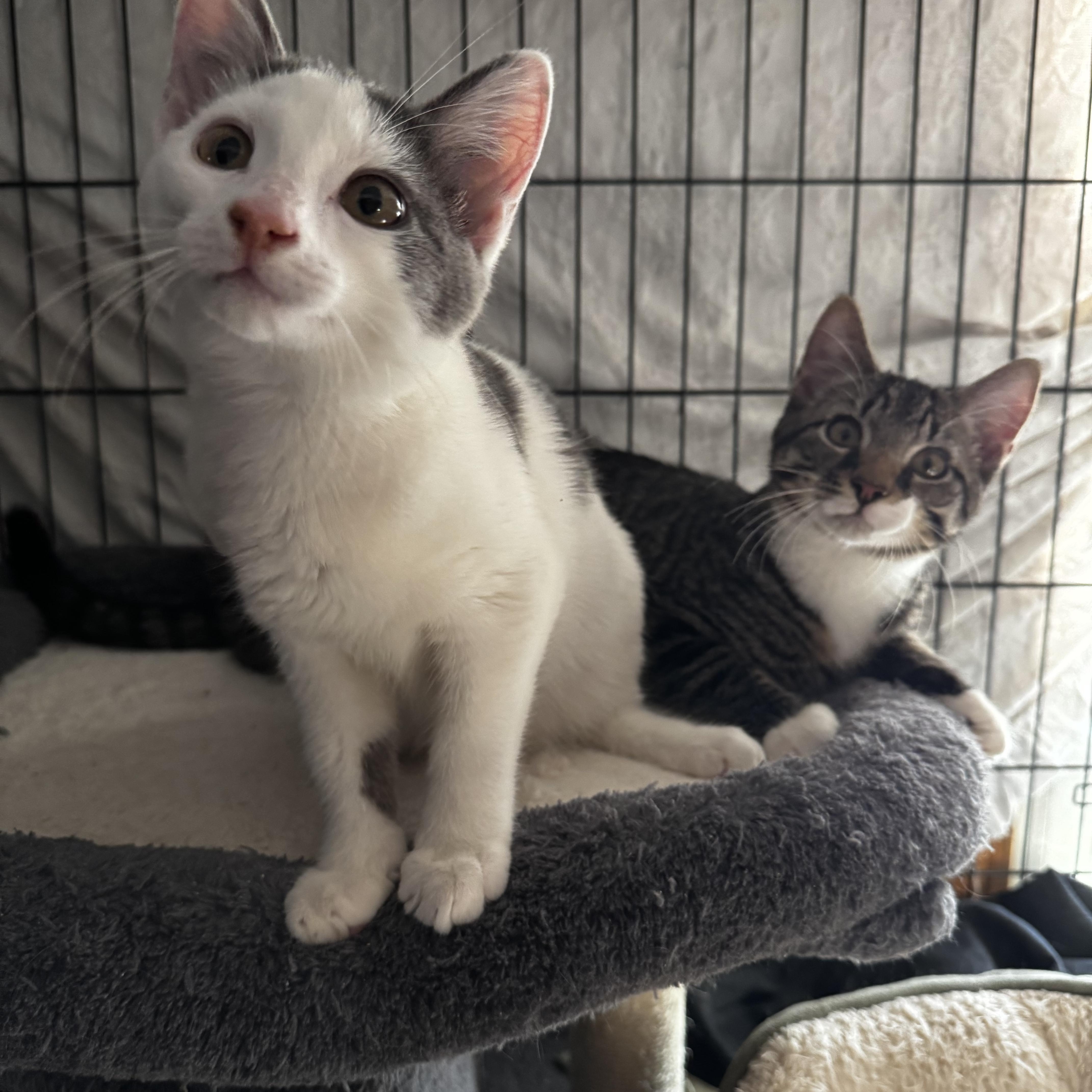 Duke Snuggleton and Lady Fluffington , ADOPTABLE, Kitten Female Domestic Short Hair.