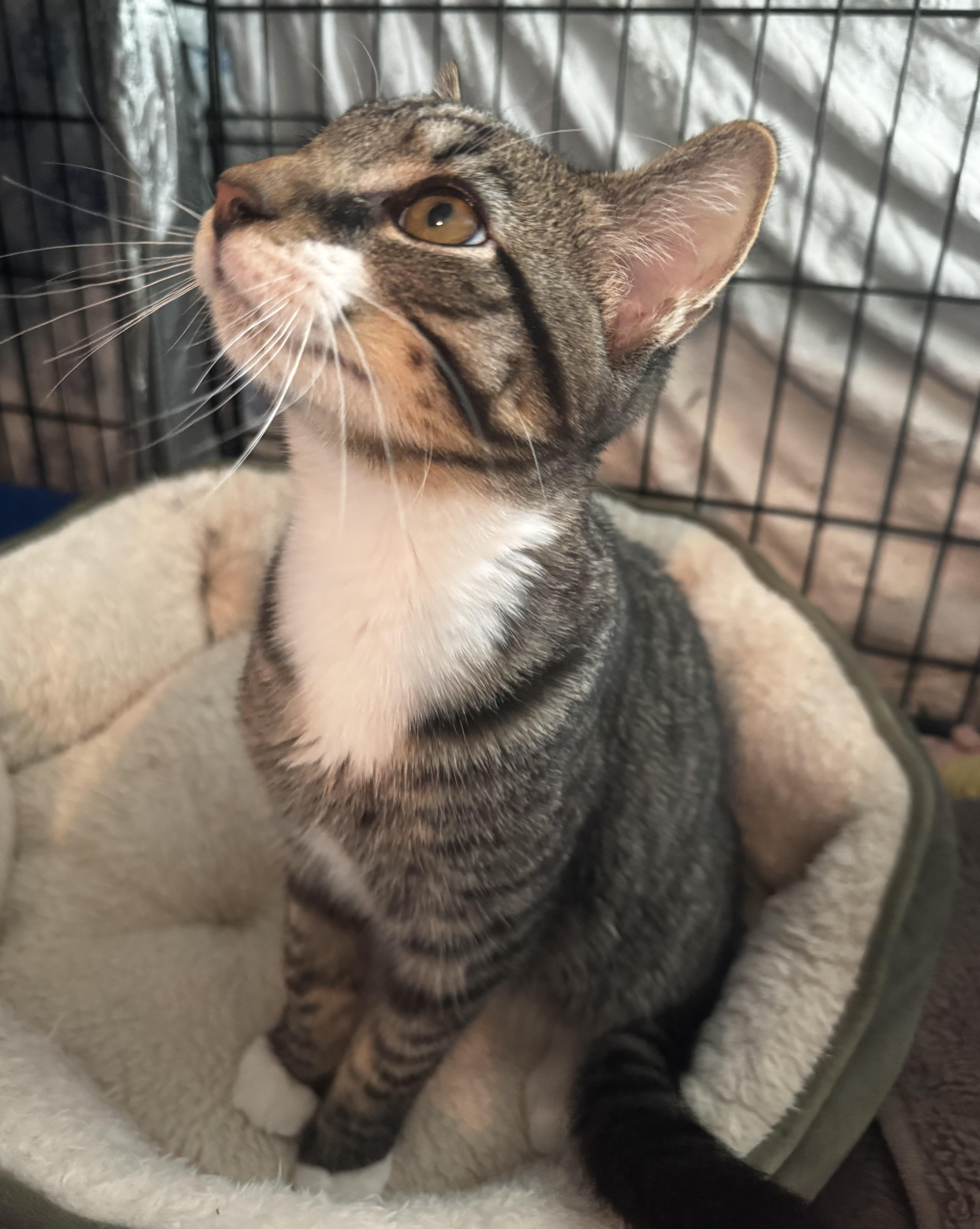 Duke Snuggleton and Lady Fluffington , ADOPTABLE, Kitten Female Domestic Short Hair.