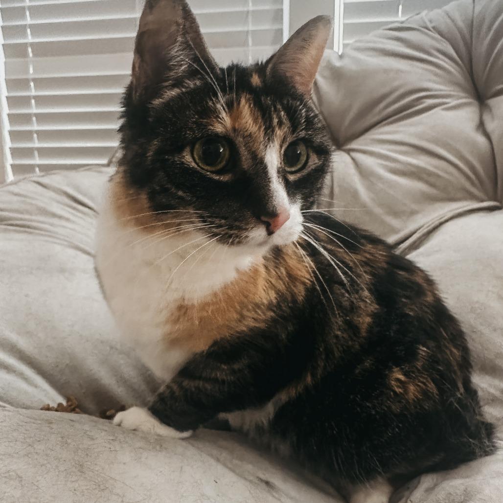 Enlarge Sissy, a Adoptable Domestic Short Hair in HUNTERSVILLE, NC image 1/3