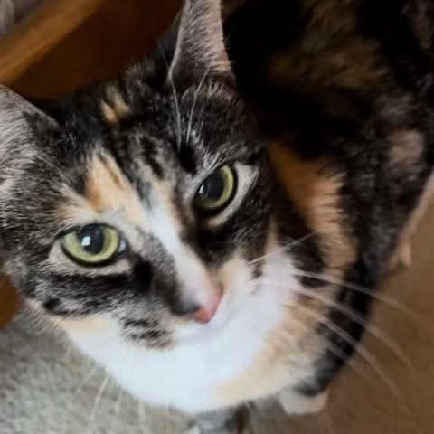 Enlarge Sissy, a Adoptable Domestic Short Hair in HUNTERSVILLE, NC image 2/3