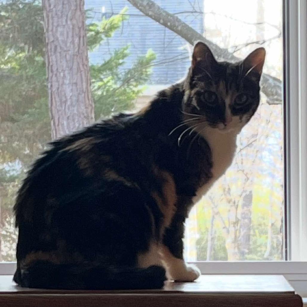 Enlarge Sissy, a Adoptable Domestic Short Hair in HUNTERSVILLE, NC image 3/3