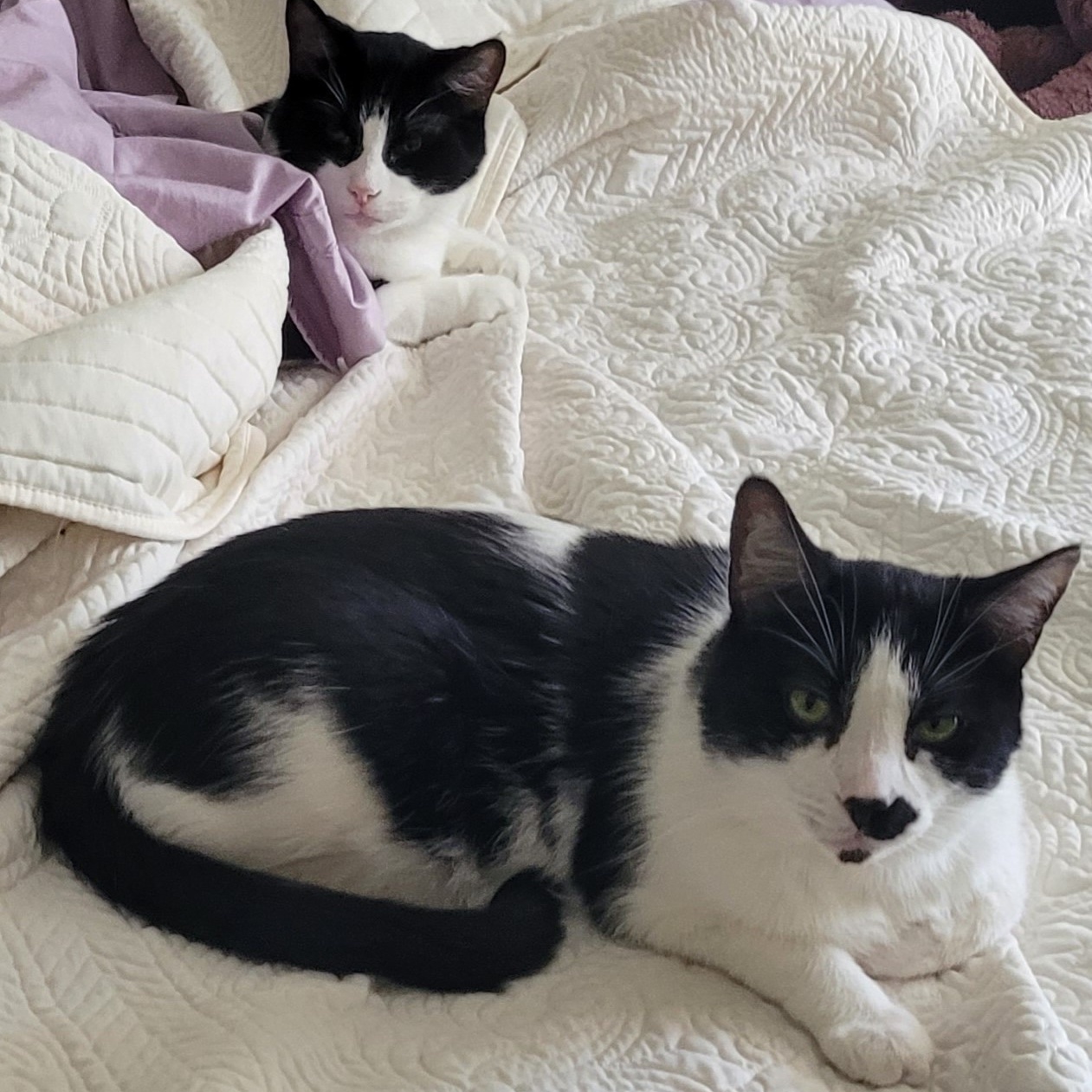 Cat for adoption Bing Bonded w/Amadeus, a Domestic Short Hair in