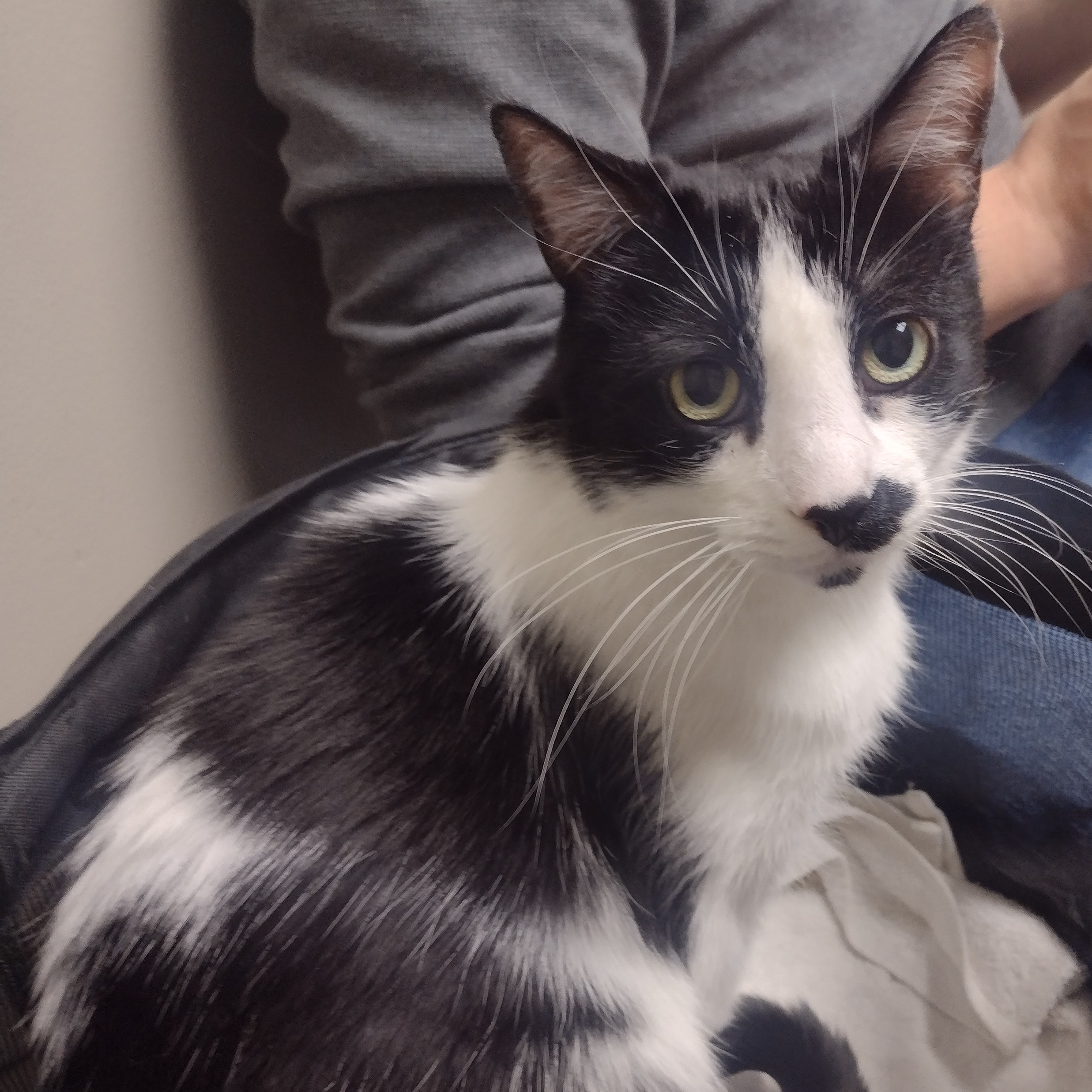 Cat for adoption Bing Bonded w/Amadeus, a Domestic Short Hair in