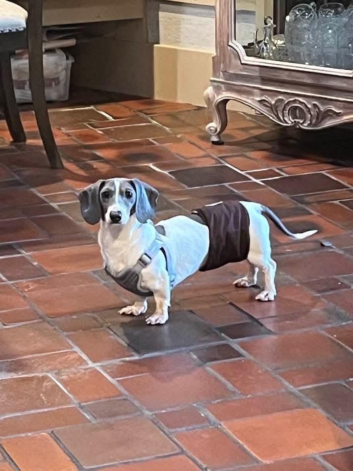 Barron, Adopted, Adult Male Dachshund.