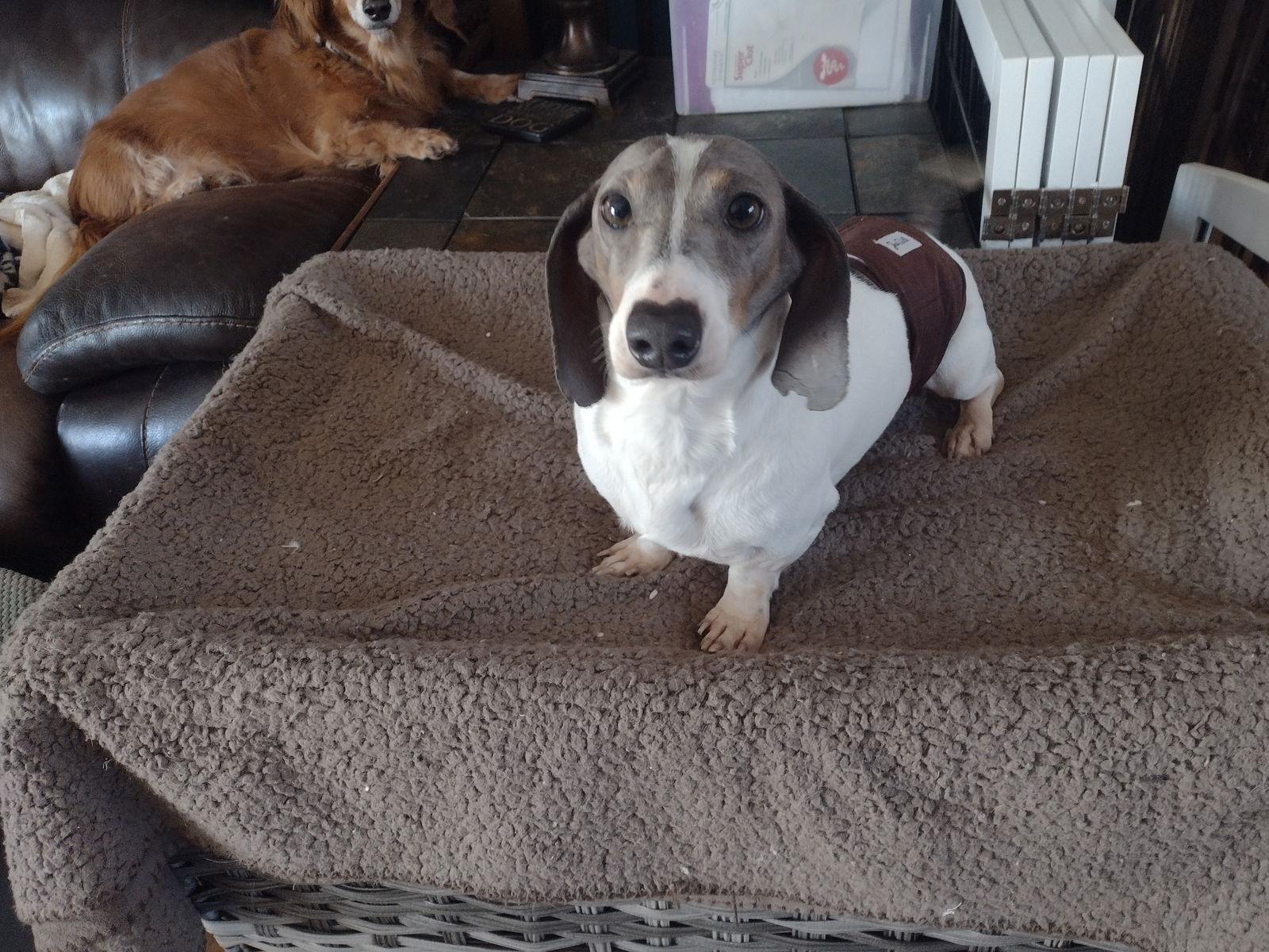 Barron, a Adopted Dachshund in Sioux Falls, SD image 2/2