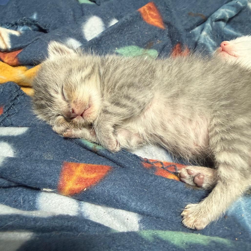 Ace, Adoptable, Kitten Male Domestic Short Hair.