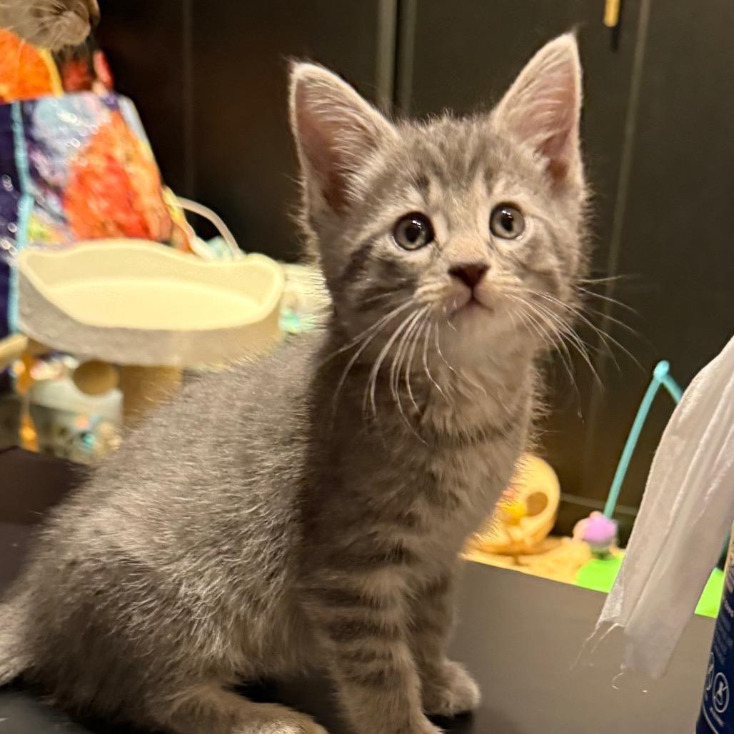 Ace, a Adoptable Domestic Short Hair in Silver Spring, MD image 3/3