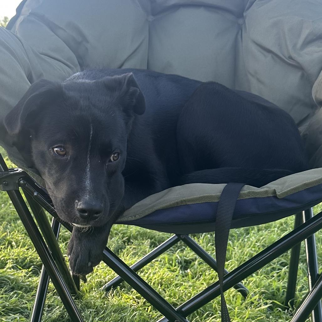 Odie, Adoptable, Young Male Black Labrador Retriever & Pit Bull Terrier.