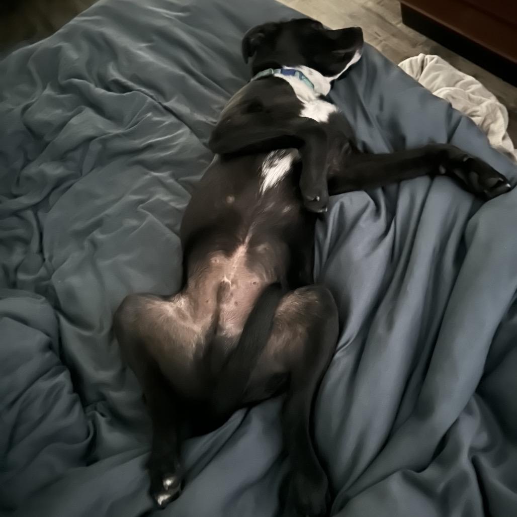 Odie, a Adoptable mixed breed in Escondido, CA image 2/4