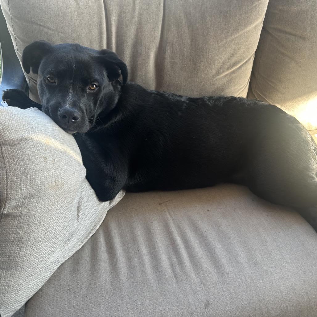 Odie, a Adoptable mixed breed in Escondido, CA image 3/4