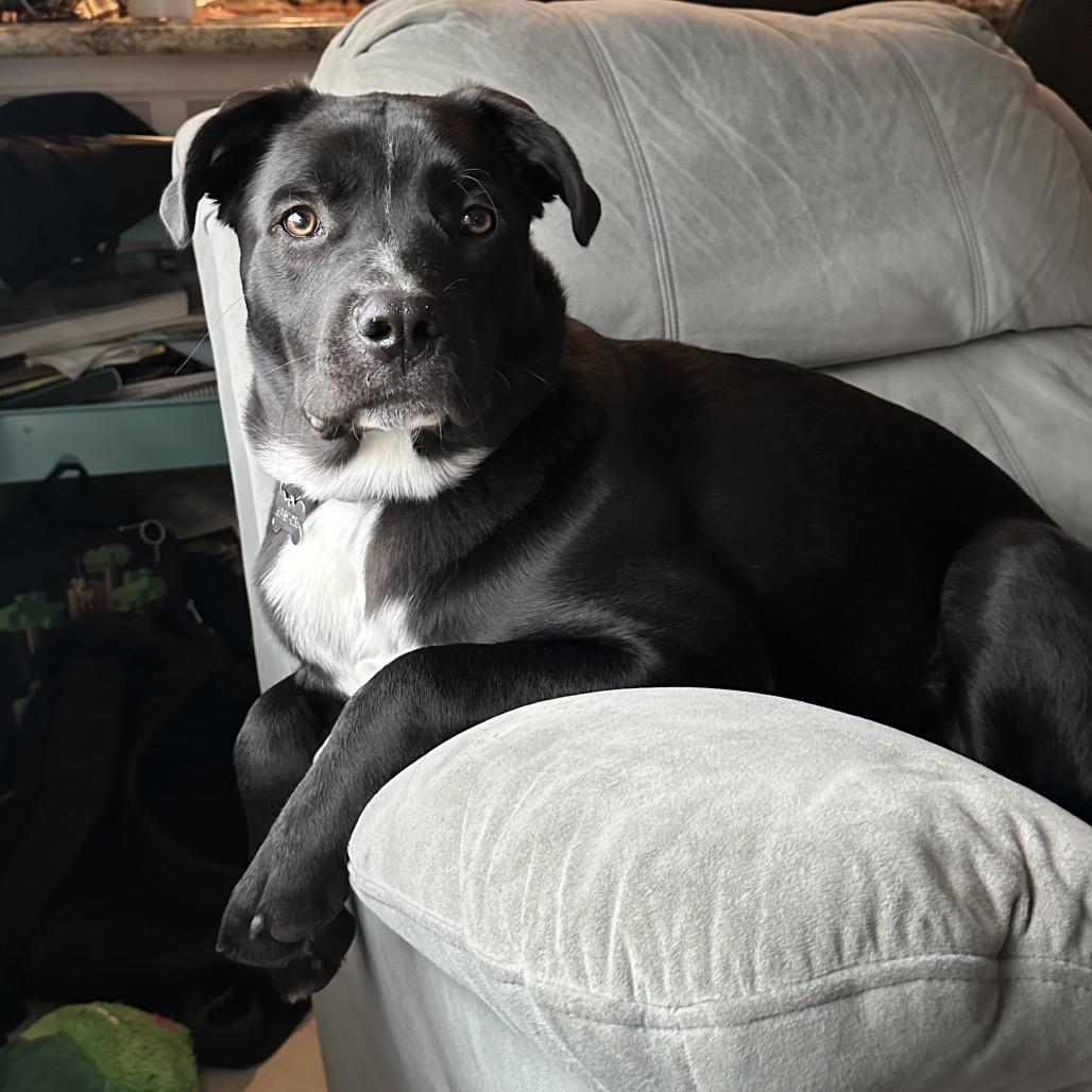 Odie, a Adoptable mixed breed in Escondido, CA image 4/4