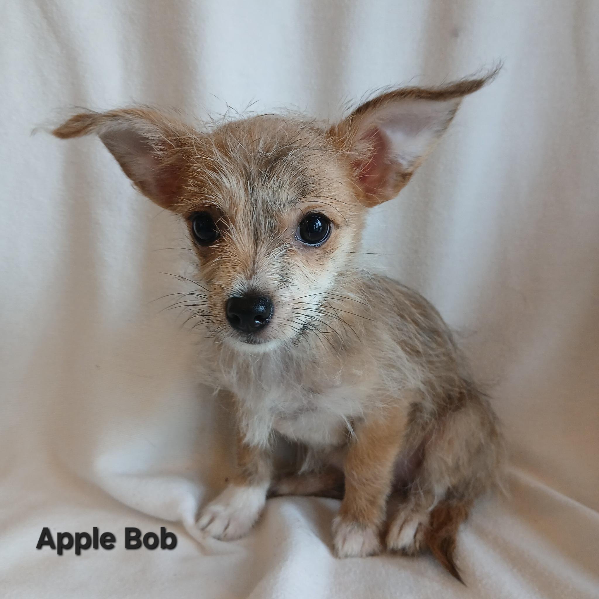 Apple Bob
