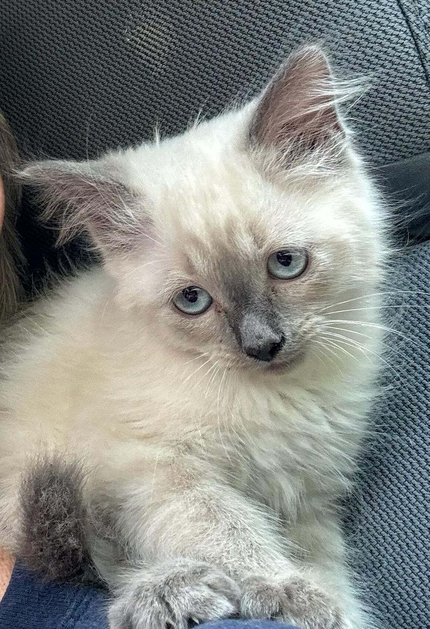 Mochi, adoptable, Kitten Female Himalayan.