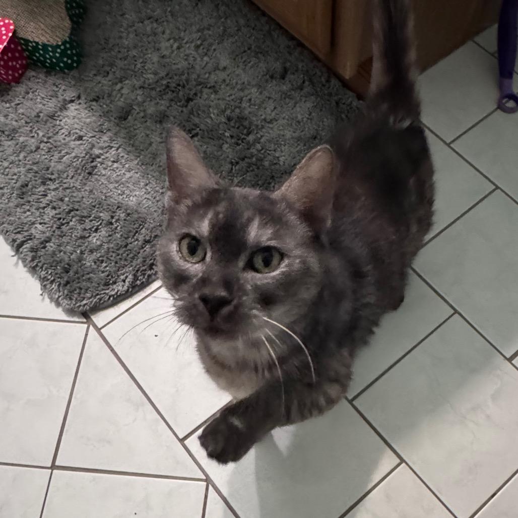 Enlarge Ellie, a ADOPTABLE Domestic Short Hair in Fenton, MI image 3/3