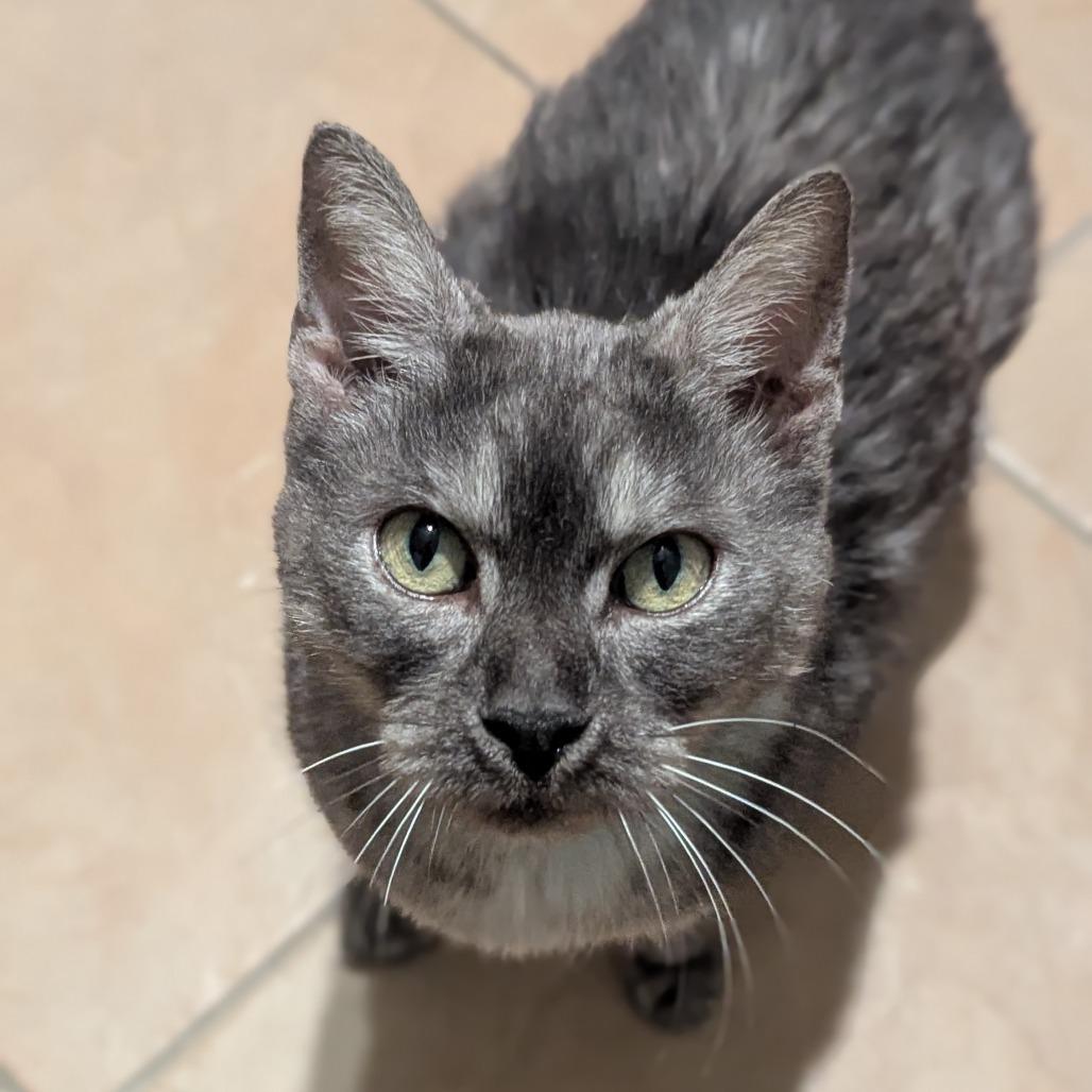 Enlarge Ellie, a ADOPTABLE Domestic Short Hair in Fenton, MI image 2/3