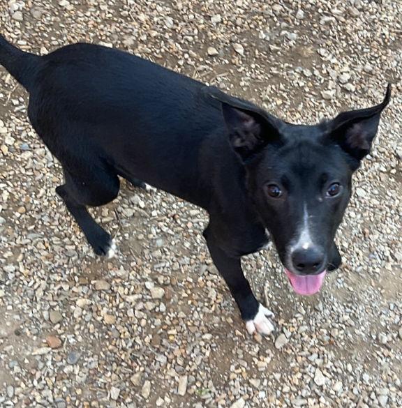 Finch, Adoptable, Young Male Terrier & Shepherd.
