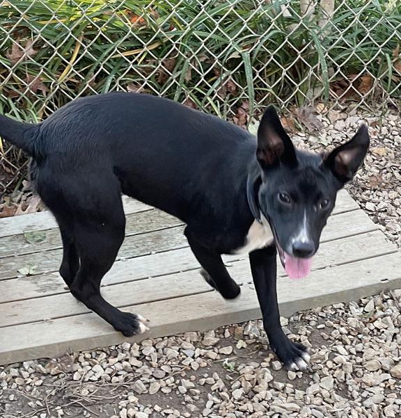 Enlarge Finch, a Adoptable mixed breed in Mountain View, AR image 2/3