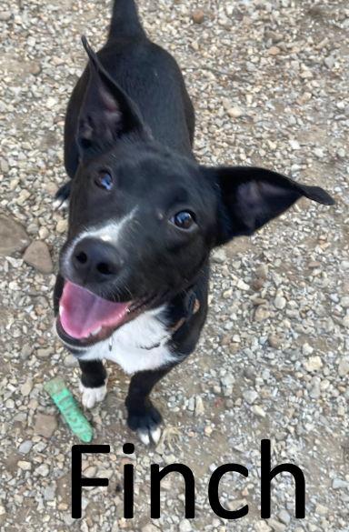 Enlarge Finch, a Adoptable mixed breed in Mountain View, AR image 3/3