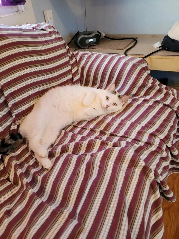 Nube, Adoptable, Adult Male Domestic Short Hair.