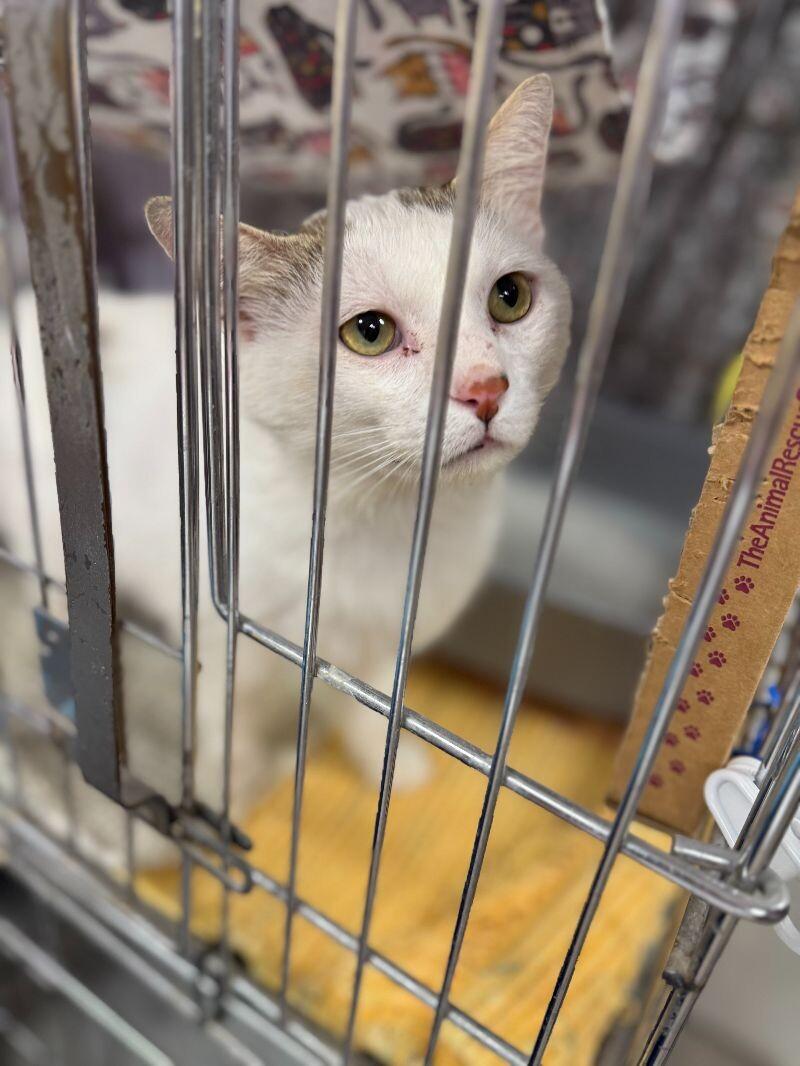 Enlarge Nube, a Adoptable Domestic Short Hair in Belton, MO image 1/1