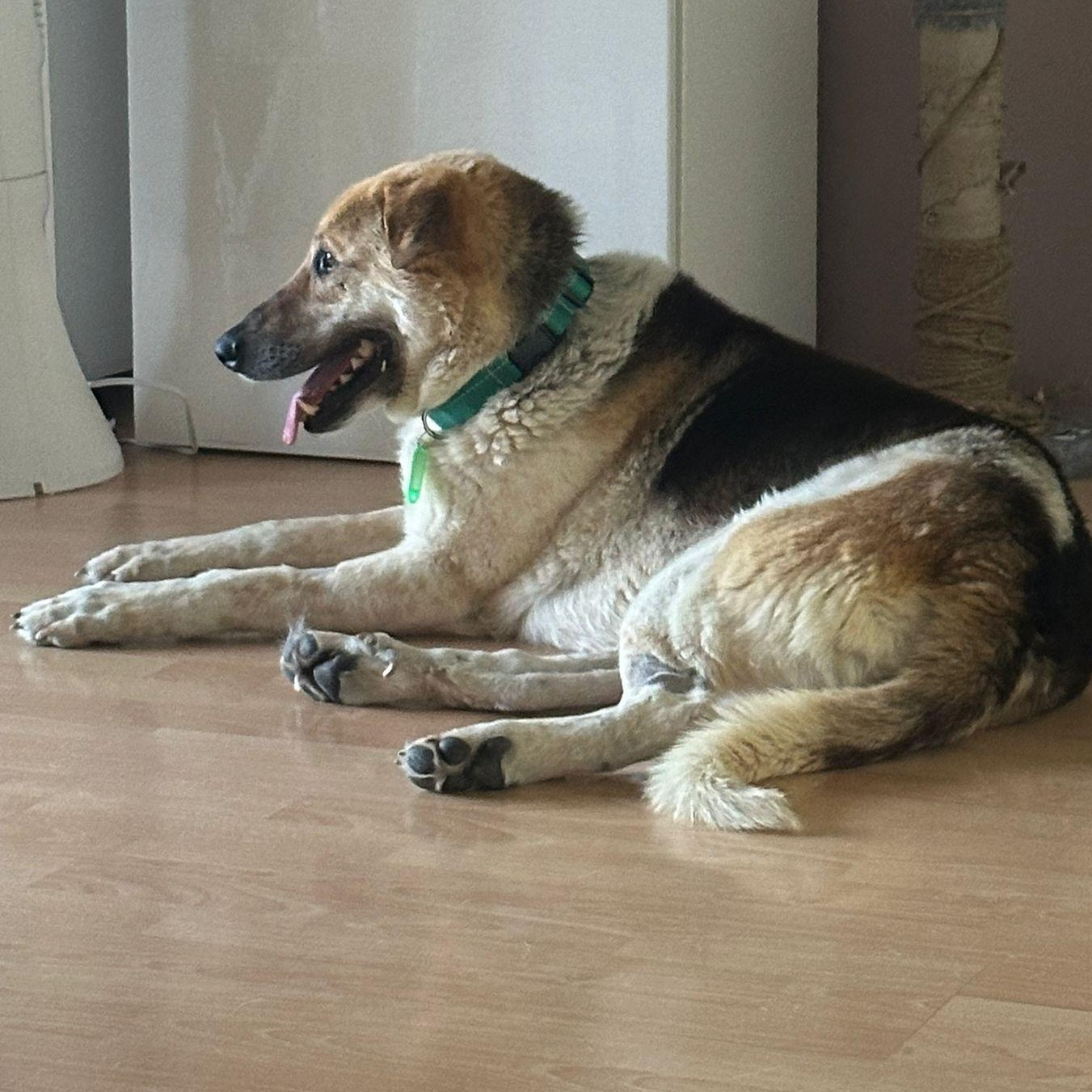 Enlarge Mr. Hugger Orlo, a Adoptable mixed breed in Ridgefield, WA image 5/6