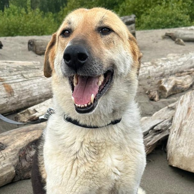 Mr. Hugger Orlo, Adoptable, Adult Male Beagle & Shepherd.