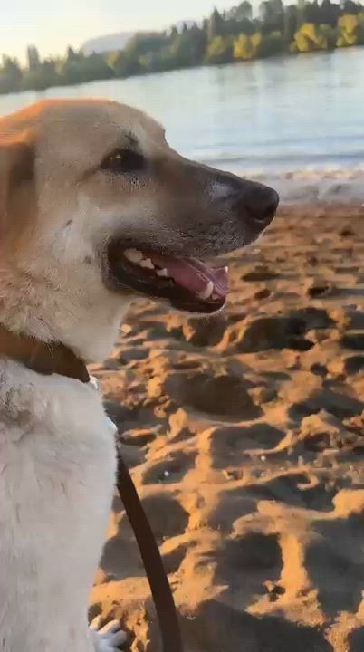 Enlarge Mr. Hugger Orlo, a Adoptable mixed breed in Ridgefield, WA video 4/6