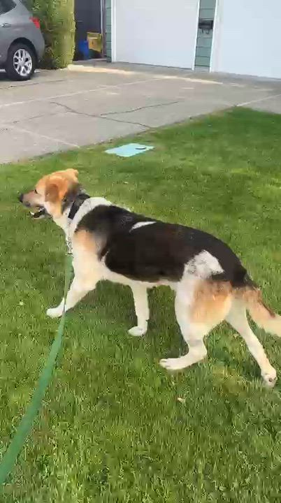 Enlarge Mr. Hugger Orlo, a Adoptable mixed breed in Ridgefield, WA video 6/6