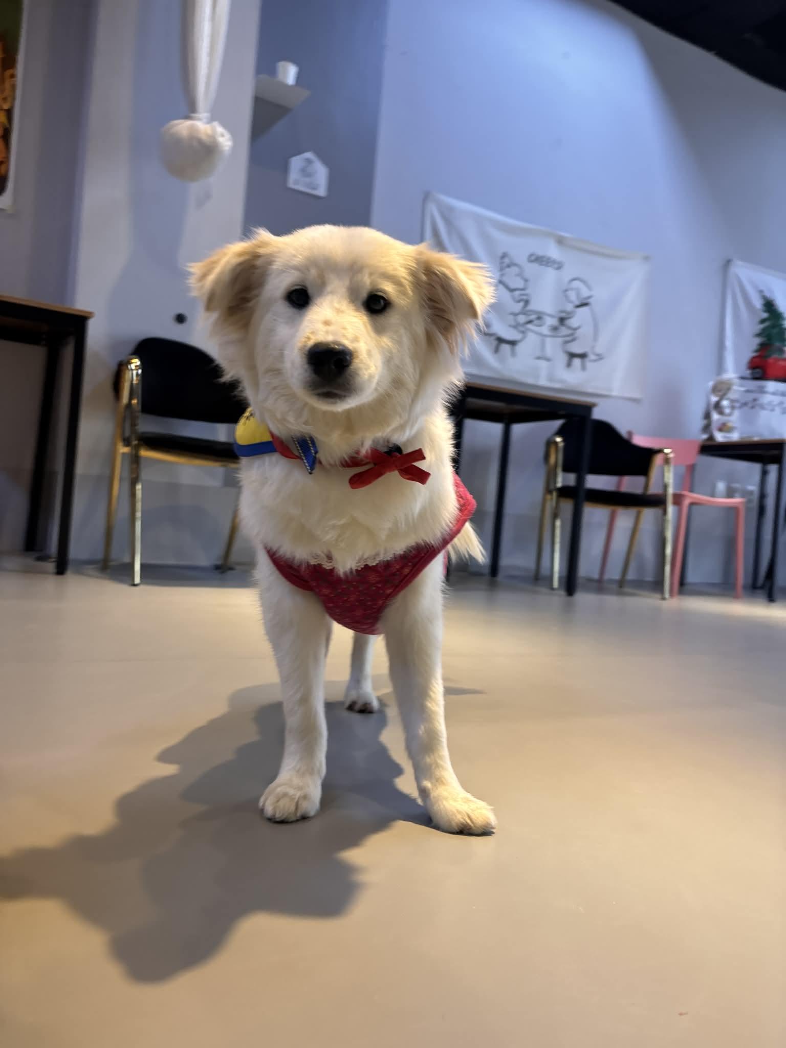 MONG-SIL, Adoptable, Puppy Female Jindo & Spitz.