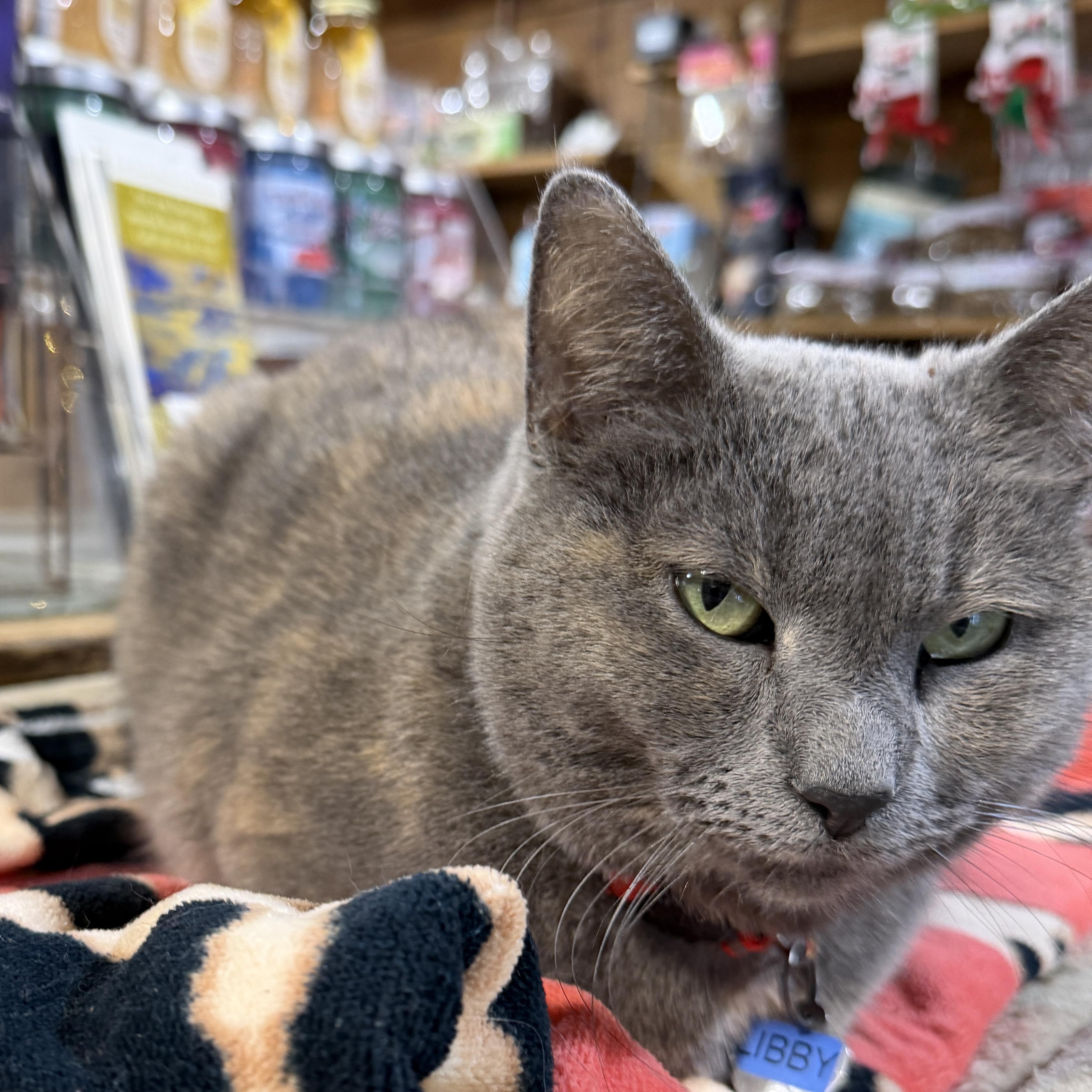Enlarge Libby, a Adoptable Dilute Tortoiseshell in New Market, MN image 3/5