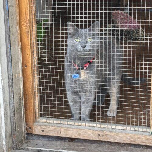 Libby, Adoptable, Adult Female Dilute Tortoiseshell.