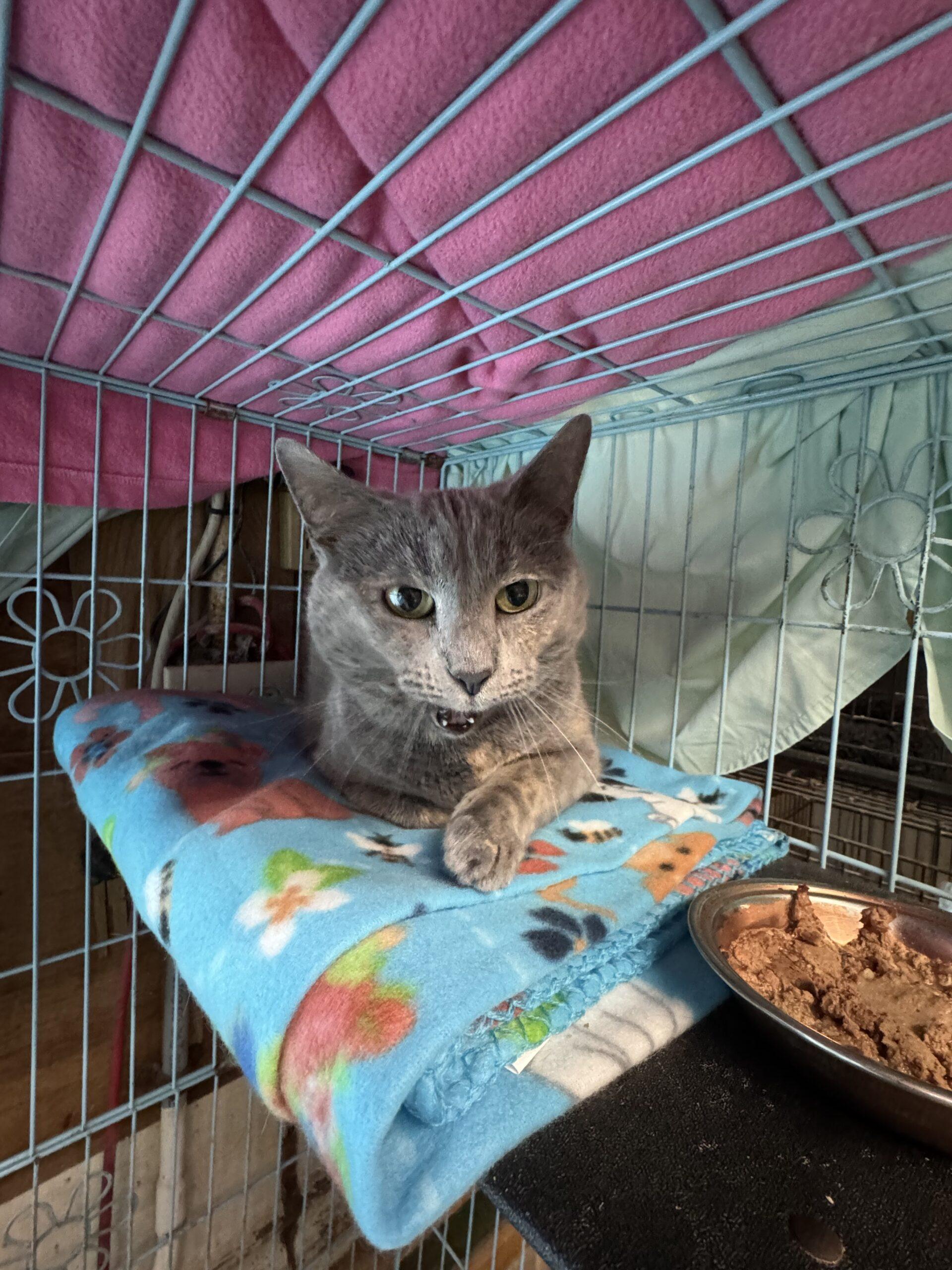 Enlarge Libby, a Adoptable Dilute Tortoiseshell in New Market, MN image 2/5