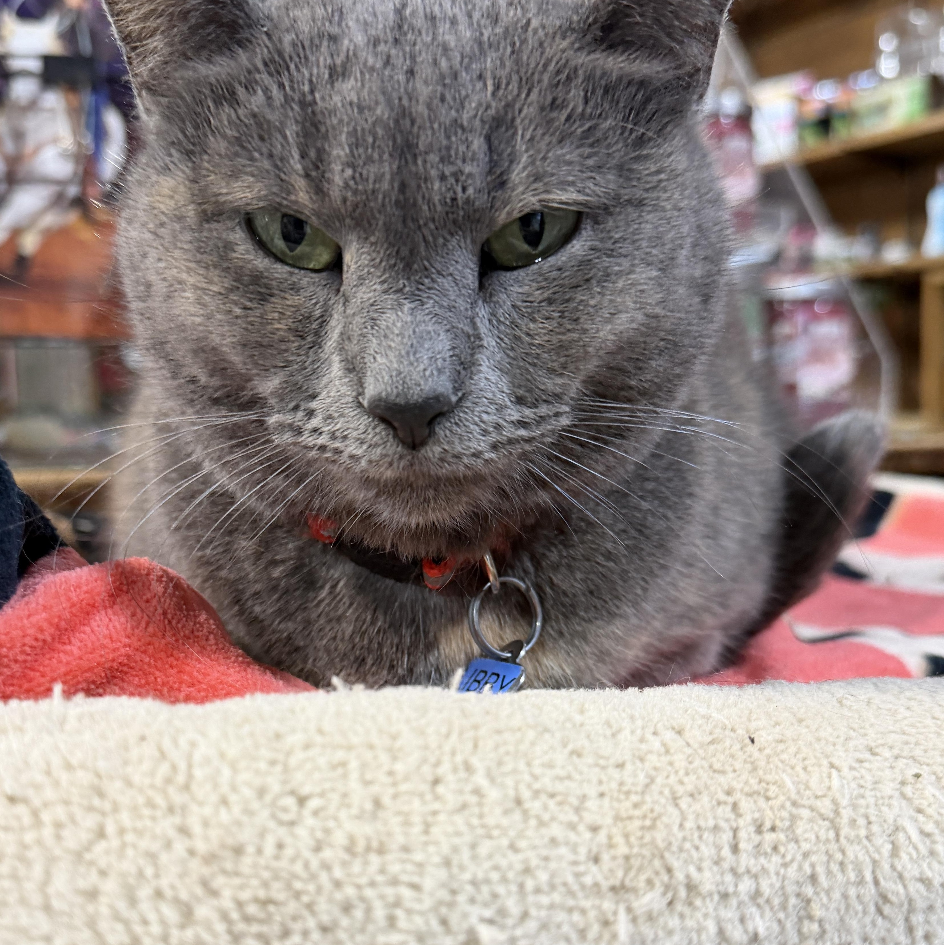 Enlarge Libby, a Adoptable Dilute Tortoiseshell in New Market, MN image 4/5