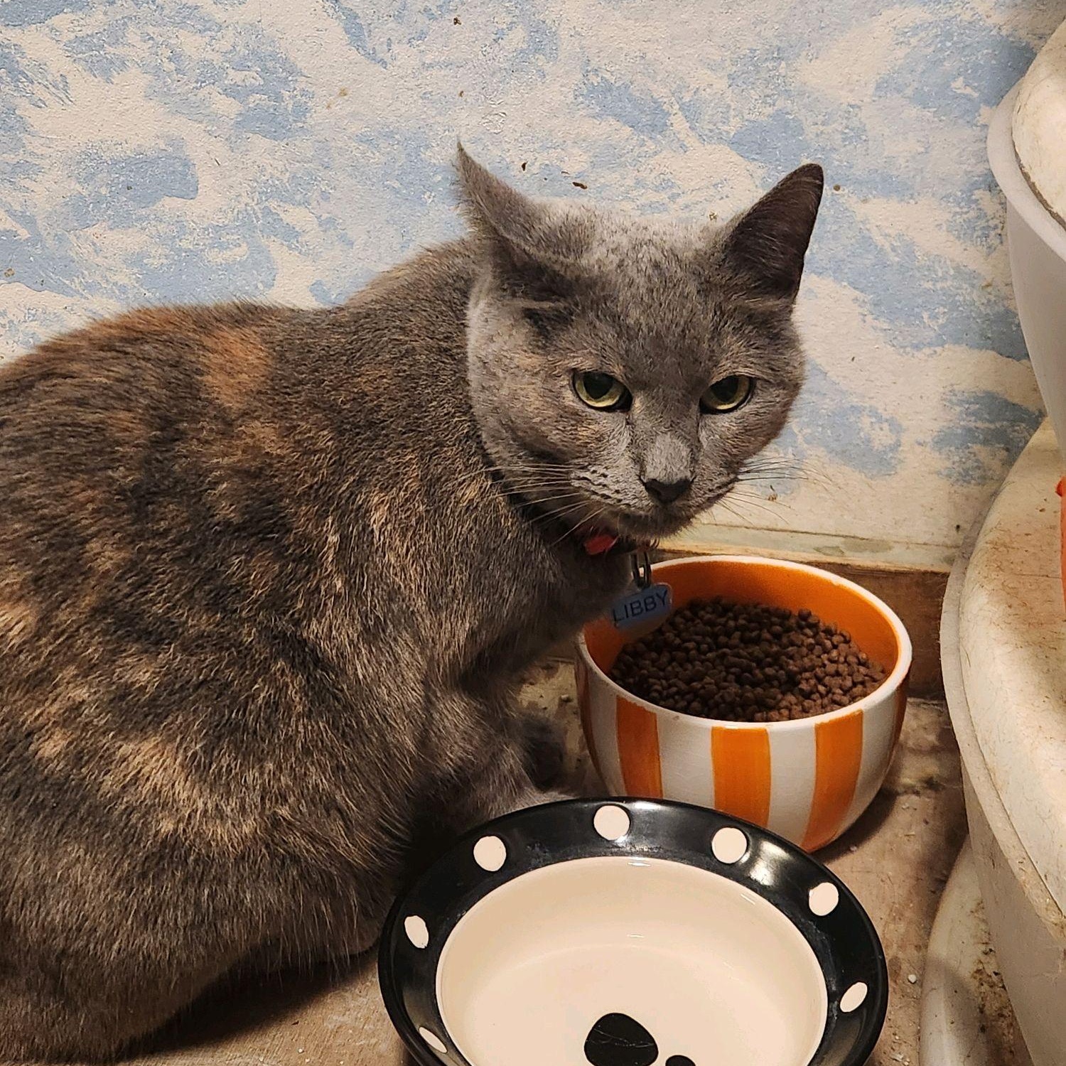 Enlarge Libby, a Adoptable Dilute Tortoiseshell in New Market, MN image 1/5