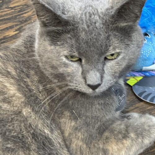 Enlarge Libby, a Adoptable Dilute Tortoiseshell in New Market, MN image 2/5