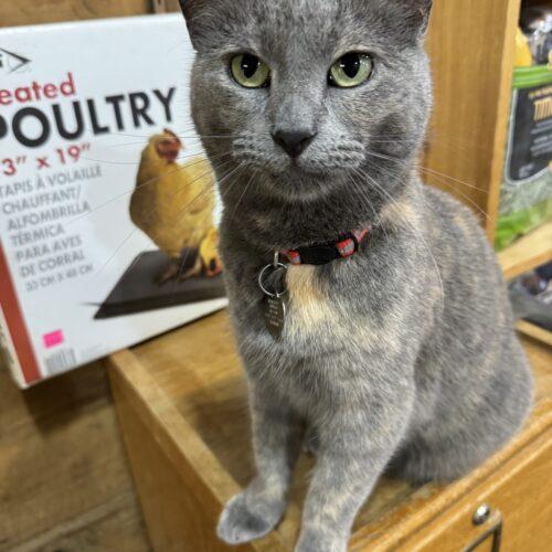 Enlarge Libby, a Adoptable Dilute Tortoiseshell in New Market, MN image 3/5
