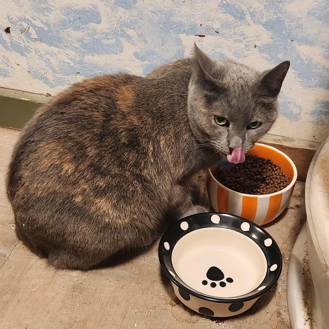 Enlarge Libby, a Adoptable Dilute Tortoiseshell in New Market, MN image 5/5