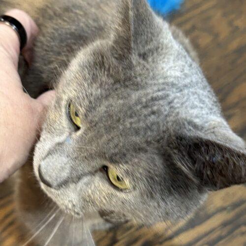 Enlarge Libby, a Adoptable Dilute Tortoiseshell in New Market, MN image 4/5