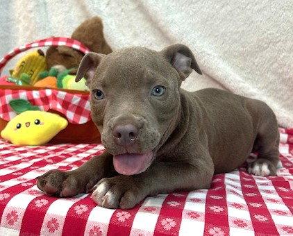 261253  Gumbo, Adopted, Puppy Male Pit Bull Terrier.