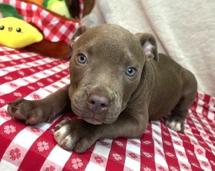Enlarge 261253  Gumbo, a Adopted Pit Bull Terrier in Wetumpka, AL image 2/3