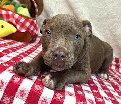 Enlarge 261253  Gumbo, a Adopted Pit Bull Terrier in Wetumpka, AL image 3/3