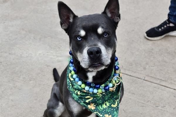 Enlarge Bluno, a Adoptable mixed breed in Staten Island, NY image 1/4