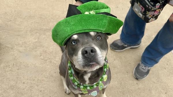 Enlarge Bluno, a Adoptable mixed breed in Staten Island, NY image 2/4