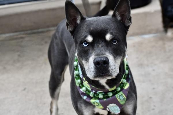 Enlarge Bluno, a Adoptable mixed breed in Staten Island, NY image 3/4