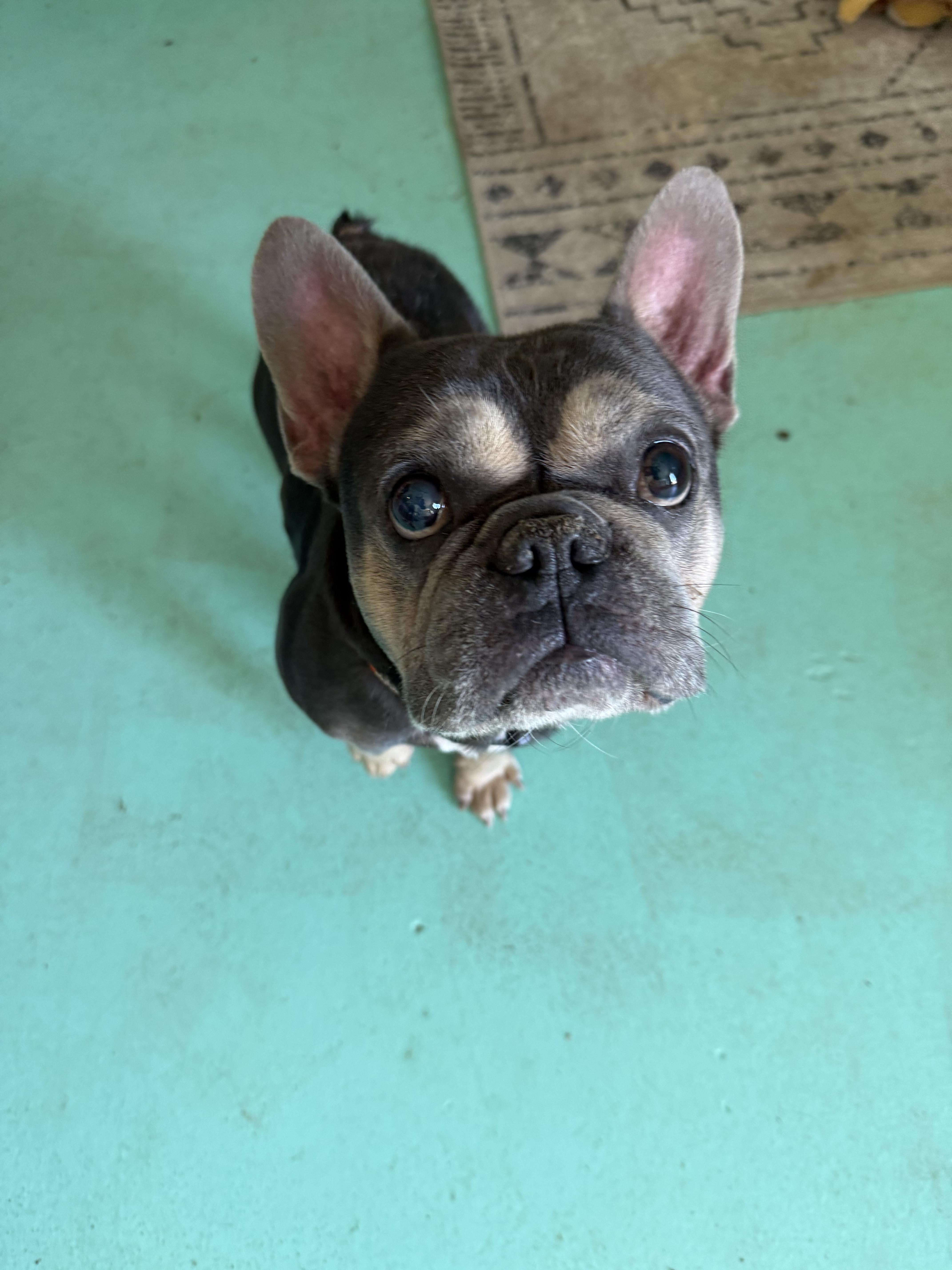 Enlarge Koda, a Adoptable French Bulldog in Mesa, AZ image 2/5