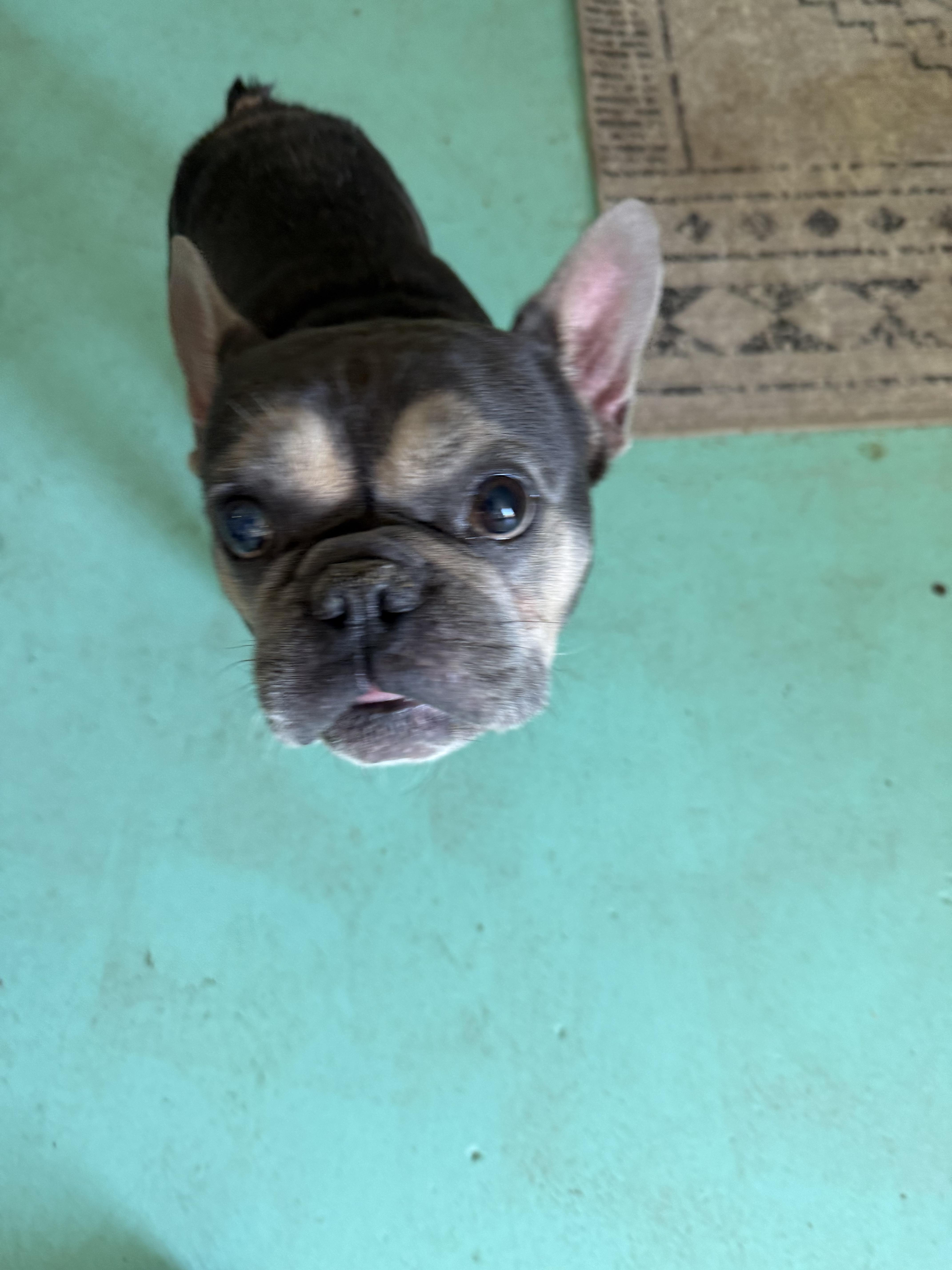 Enlarge Koda, a Adoptable French Bulldog in Mesa, AZ image 3/5