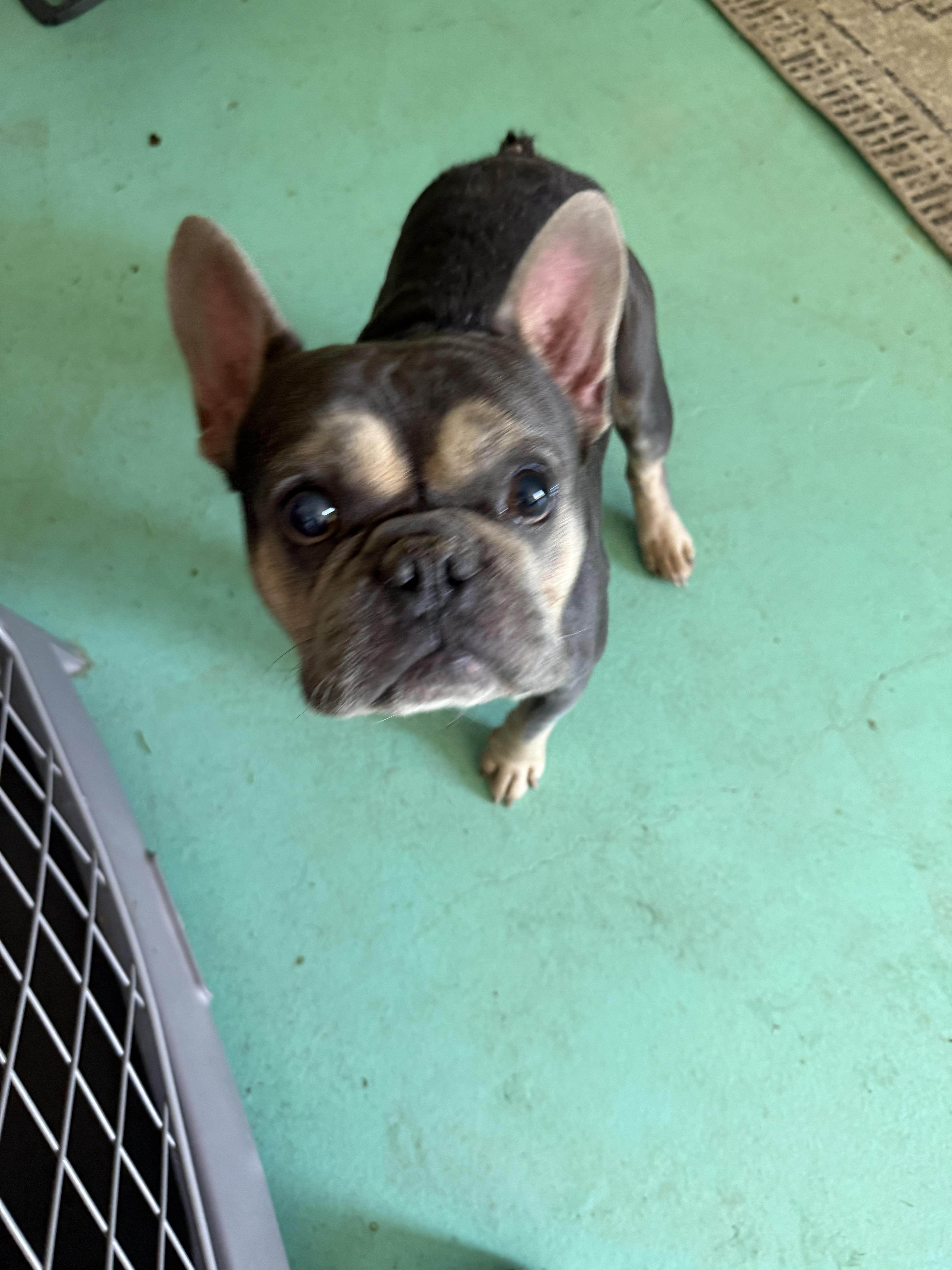 Enlarge Koda, a Adoptable French Bulldog in Mesa, AZ image 4/5
