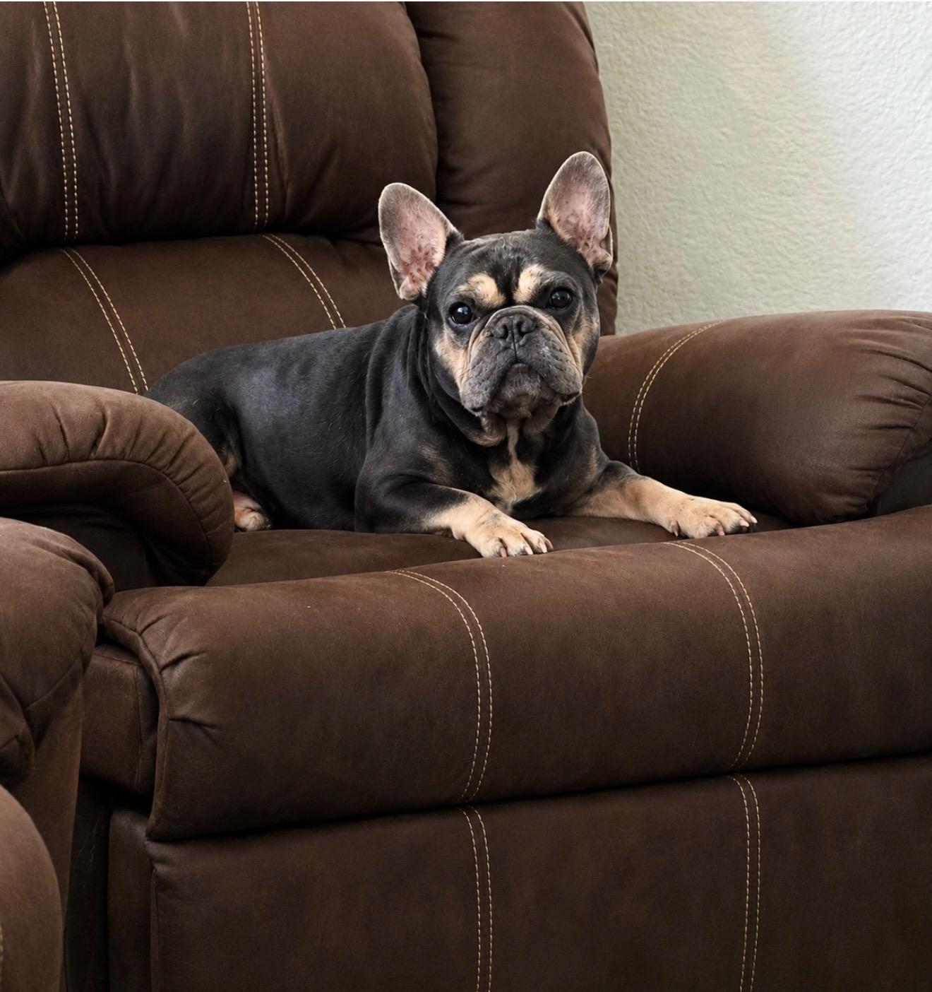 Enlarge Koda, a Adoptable French Bulldog in Mesa, AZ image 5/5